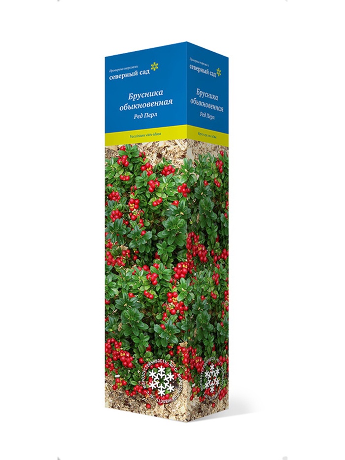 Брусника (Серия Северный Сад) Ред Перл 1