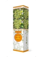 Виноград плодовый Монарх 1  (артикул 10995534)  большой выбор товаров оптом и в розницу по низким ценам с доставкой