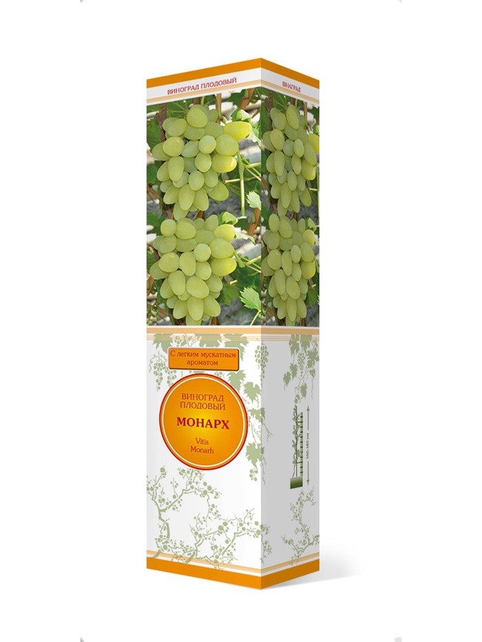 Виноград плодовый Монарх 1