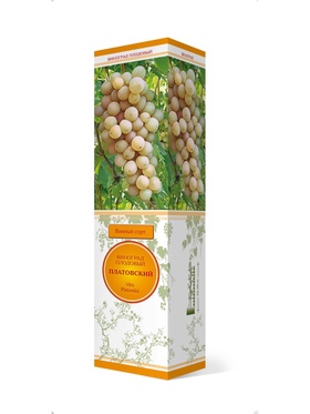 Виноград плодовый Платовский 1