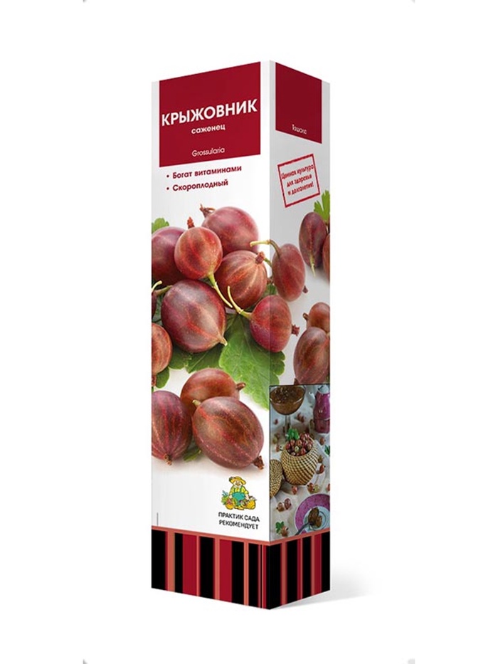 Крыжовник Арлекин 1