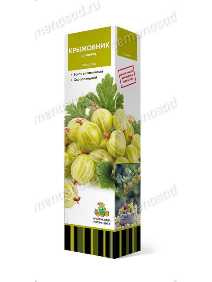 Крыжовник Зеленый дождь 1