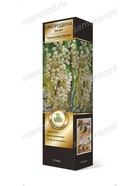 Смородина белая перспективные сорта Уральская белая 1  (артикул 10995567)  большой выбор товаров оптом и в розницу по низким ценам с доставкой