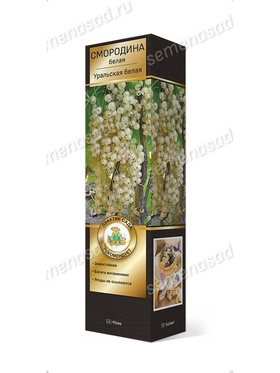 Смородина белая перспективные сорта Уральская белая 1