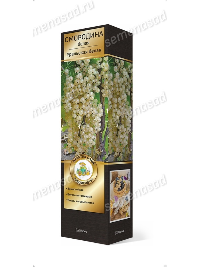 Смородина белая перспективные сорта Уральская белая 1