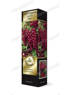 Смородина красная перспективные сорта Вика 1