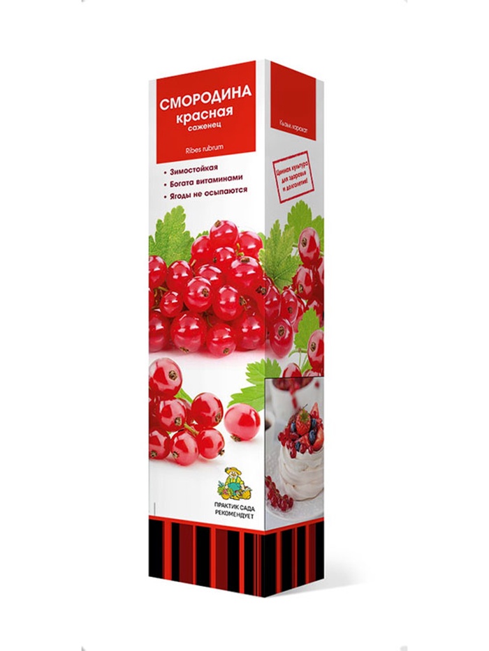 Смородина красная традиционные сорта Роза Чаир 1