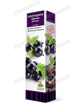 Смородина черная традиционные сорта Венера 1