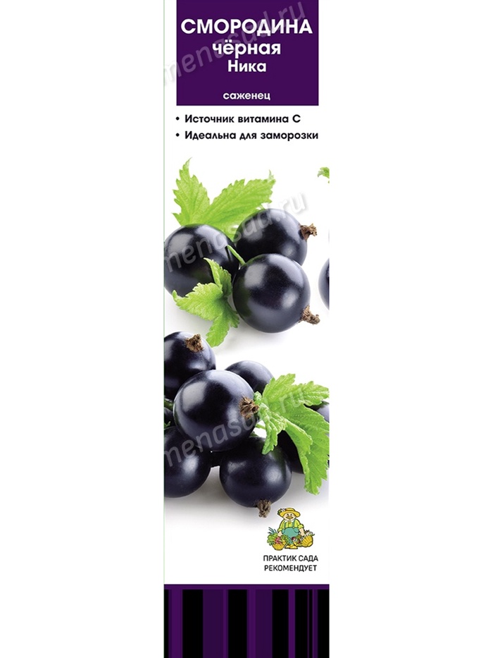 Смородина черная традиционные сорта Ника 1