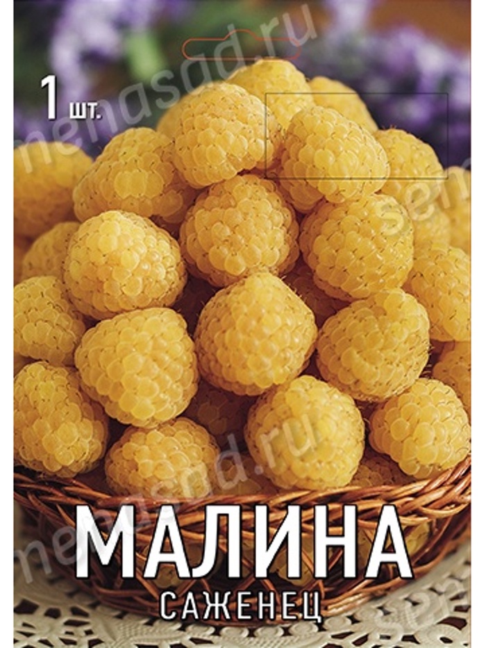 Малина перспективные сорта (капер) Беглянка 1