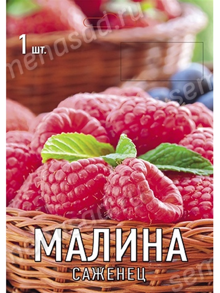 Малина традиционные сорта (капер) Новость Кузьмина 1, Весна 2026,