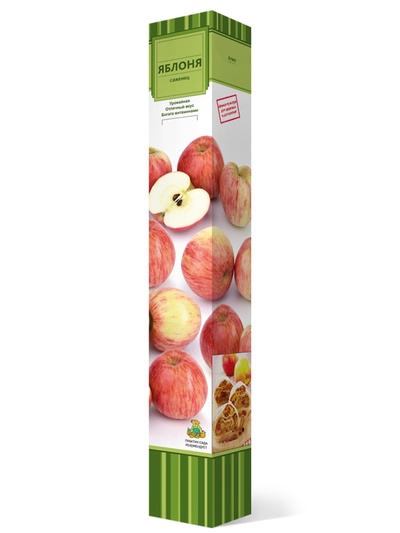 Яблоня (в коробке) Грушовка московская 1, Весна 2026,