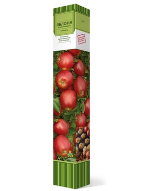 Яблоня колонновидная (в коробке) Арбат 1