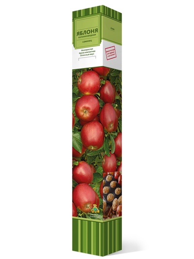Яблоня колонновидная (в коробке) Арбат 1, Весна 2026,