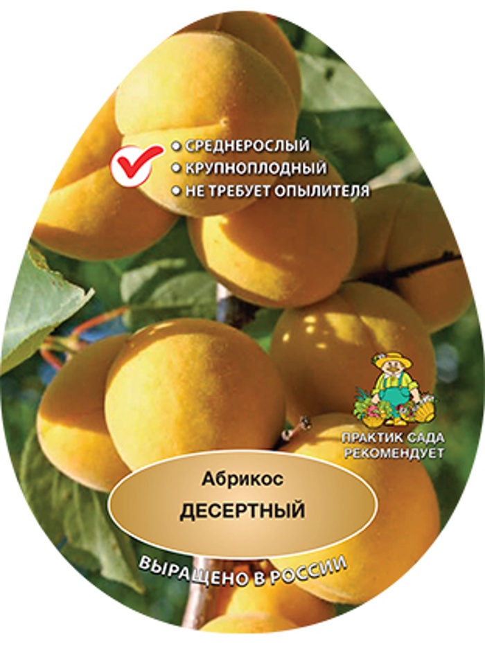Абрикос Десертный 1