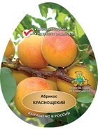 Абрикос Краснощекий 1  (артикул 10995661)  большой выбор товаров оптом и в розницу по низким ценам с доставкой