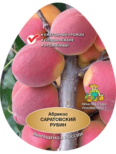 Абрикос Саратовский Рубин 1, Весна 2026,