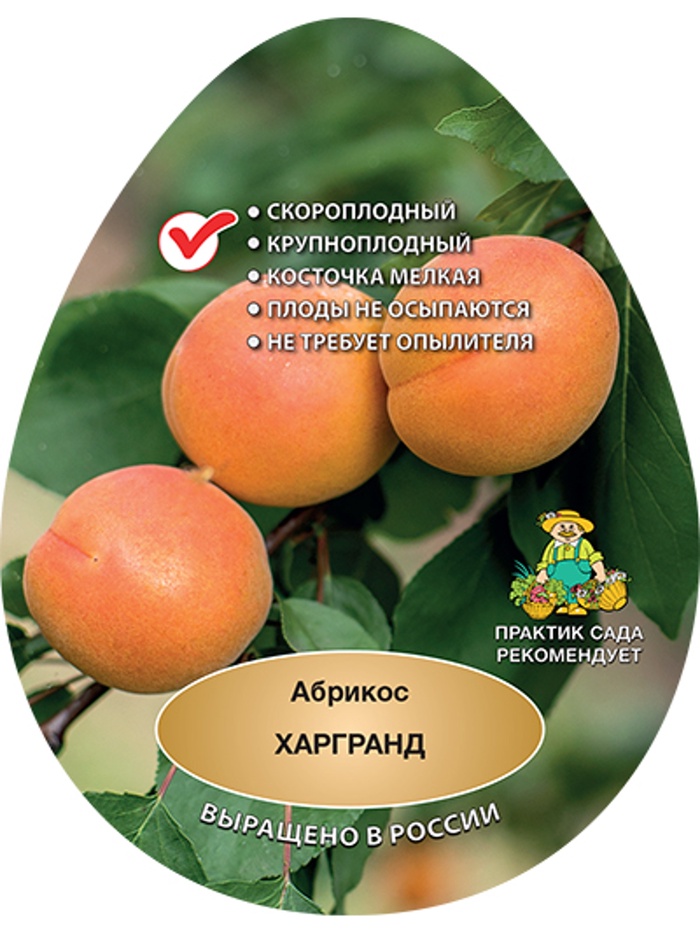 Абрикос «Харгранд», саженец, 1 шт., Весна 2026, «ПОИСК»