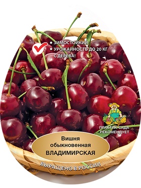 Вишня Владимирская 1