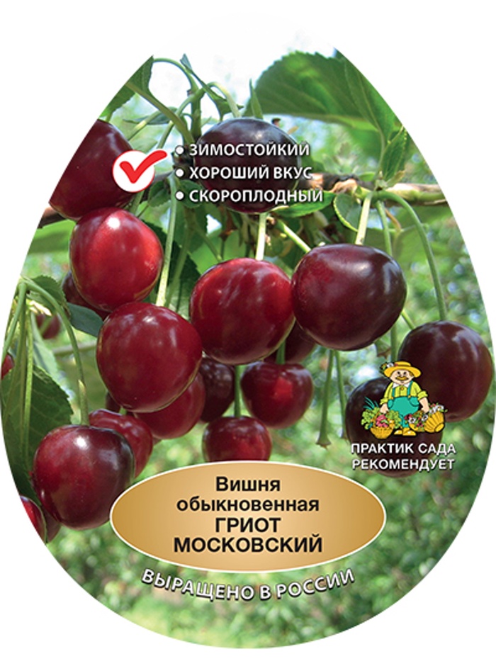 Вишня Гриот Московский 1