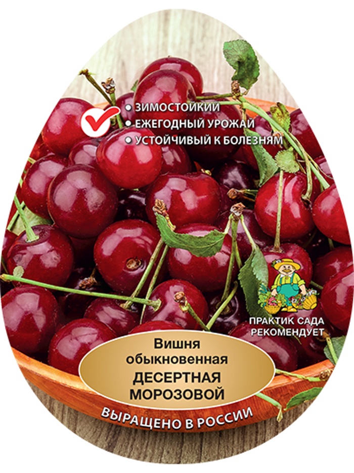 Вишня Десертная Морозовой 1