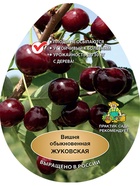 Вишня Жуковская 1  (артикул 10995671)  большой выбор товаров оптом и в розницу по низким ценам с доставкой