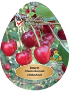 Вишня Любская 1  (артикул 10995673)  большой выбор товаров оптом и в розницу по низким ценам с доставкой