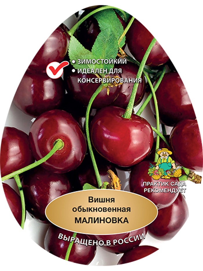 Вишня Малиновка 1