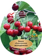 Вишня Молодежная 1  (артикул 10995675)  большой выбор товаров оптом и в розницу по низким ценам с доставкой