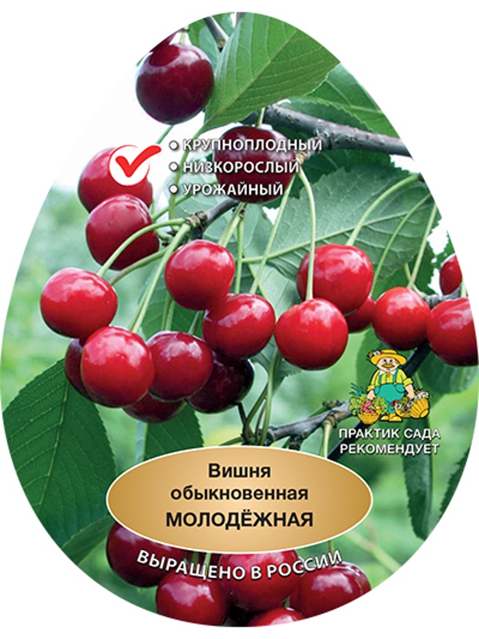 Вишня Молодежная 1