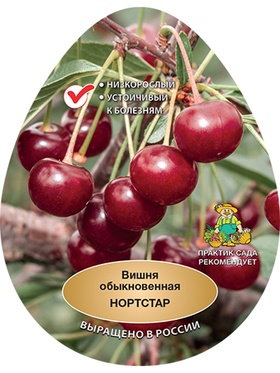 Вишня Нортстар 1