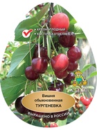 Вишня Тургеневка 1  (артикул 10995677)  большой выбор товаров оптом и в розницу по низким ценам с доставкой