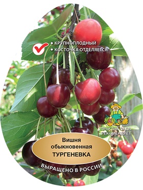 Вишня Тургеневка 1