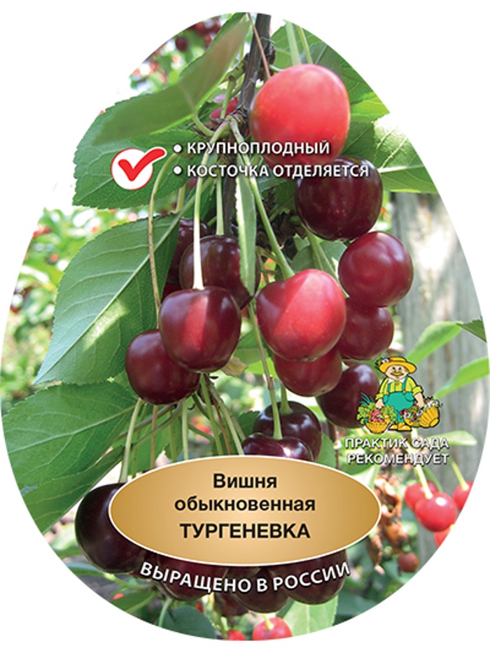 Вишня Тургеневка 1