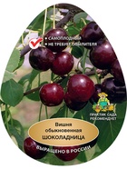 Вишня Шоколадница 1 10995678 - фото 9214811