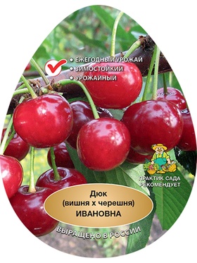 Вишня (дюк) Ивановна 1