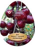 Вишня (дюк) Кормилица 1  (артикул 10995682)  большой выбор товаров оптом и в розницу по низким ценам с доставкой