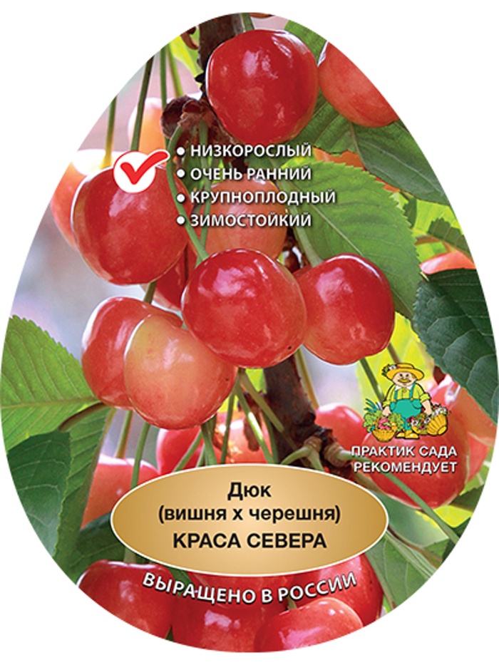 Вишня дюк «Краса Севера», саженец, 1 шт., Весна 2026, «ПОИСК»