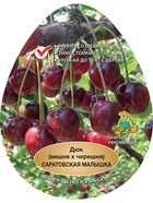 Вишня (дюк) Саратовская малышка (Малышка) 1  (артикул 10995685)  большой выбор товаров оптом и в розницу по низким ценам с доставкой