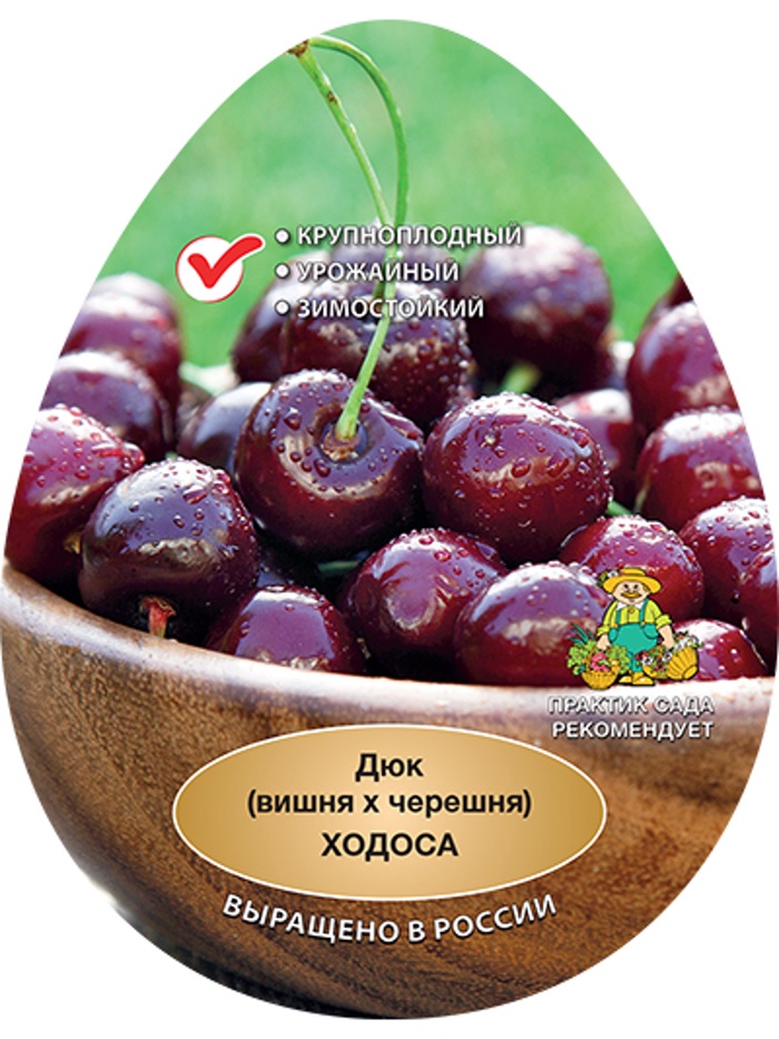 Вишня (дюк) Ходоса 1