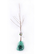 Вишня пирамидальная Восторг 1  (артикул 10995693)  большой выбор товаров оптом и в розницу по низким ценам с доставкой