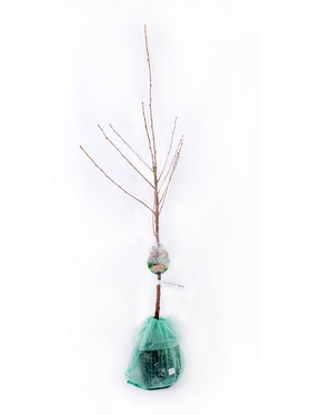 Вишня пирамидальная Восторг 1