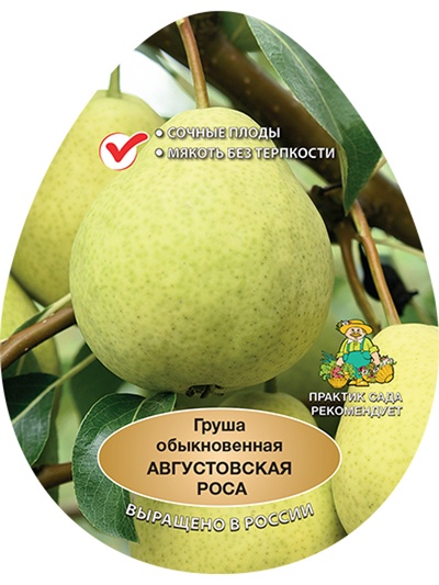 Груша Августовская роса 1