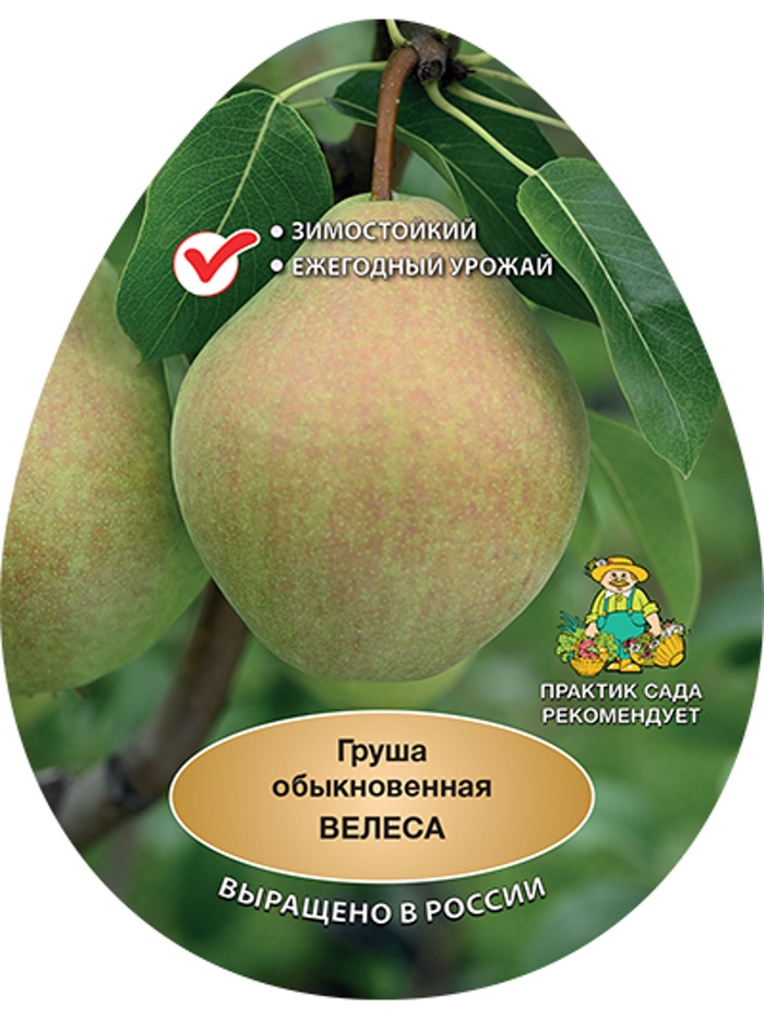 Груша Велеса 1 - Фото 1