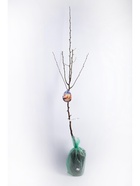 Груша Кармен 1  (артикул 10995697)  большой выбор товаров оптом и в розницу по низким ценам с доставкой