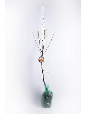 Груша Кармен 1