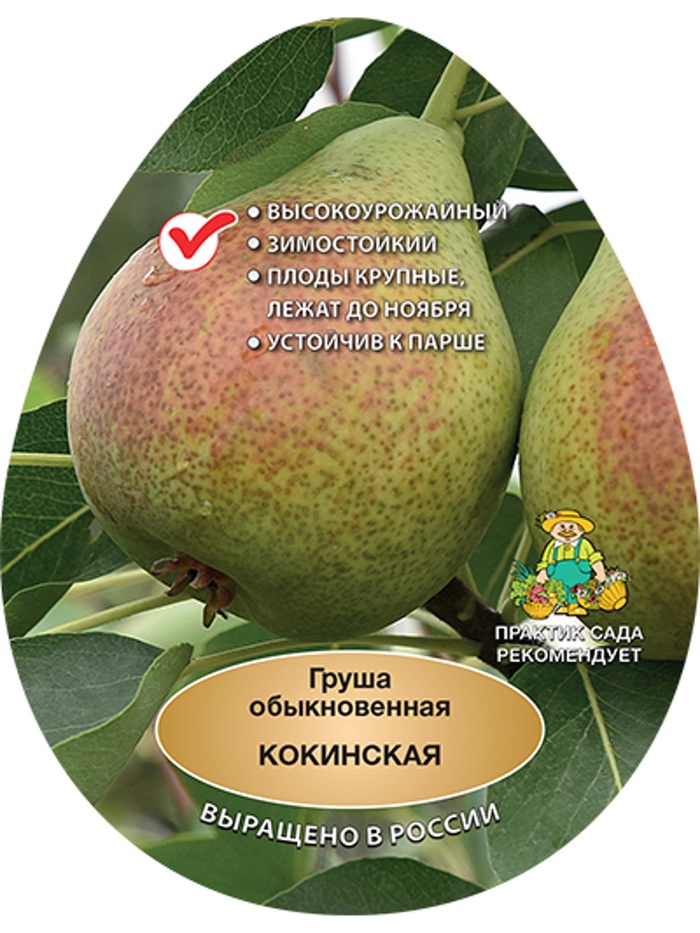 Груша Кокинская 1