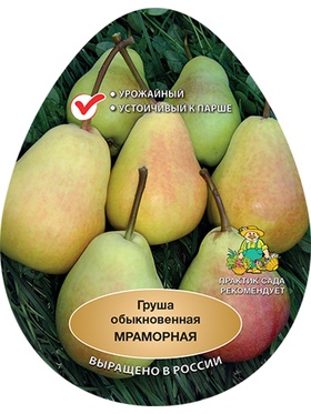 Груша Мраморная 1