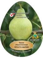 Груша Просто Мария 1  (артикул 10995704)  большой выбор товаров оптом и в розницу по низким ценам с доставкой