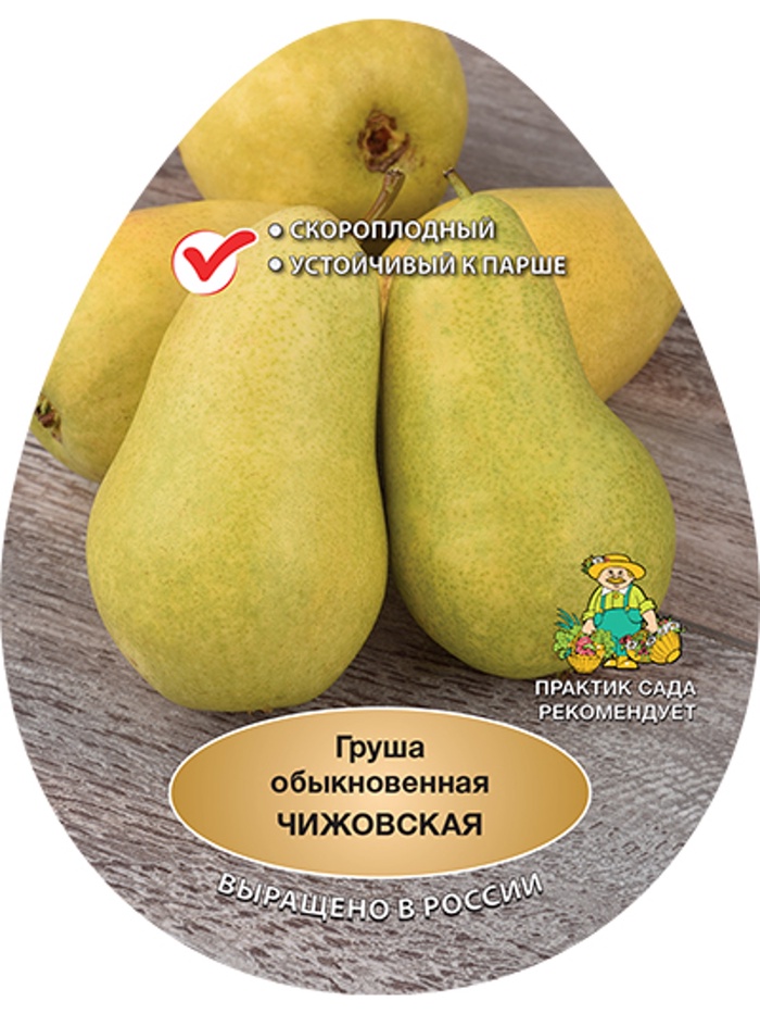 Груша Чижовская 1
